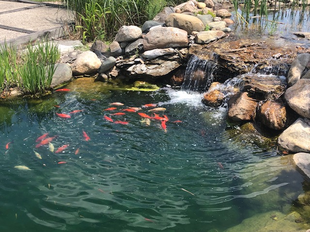 Pond installation and maintenance service by Pond Place of Michigan